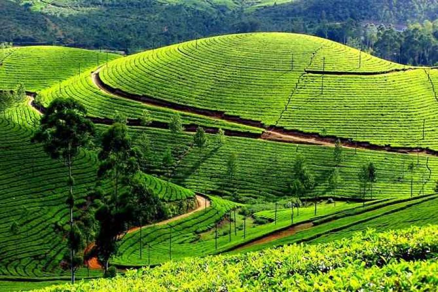 Munnar Tour